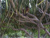 tn_4_mama_bird.JPG (200x150; 13967 bytes)