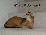 What I'll do next?