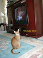 I am busy now