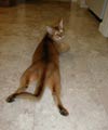How do you like my legs?