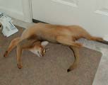 Favorite position
