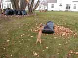 Taking off last leaves