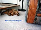 What are you looking at?