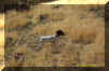 Jill chukar hunting in November 2005.