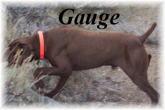 Sire of litter, Gauge XIII, owner Derrick Rader of Reno, NV.