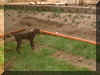 mocha3.JPG (84233 bytes)