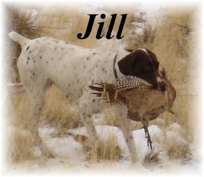 Dam of litter, Lady 4th of Jilly (Jill), owner Dylan Rader of Spring Creek, NV.