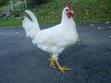 Pictures/rooster.JPG
