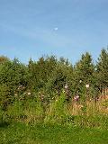 Pictures/wildFlowers2.JPG