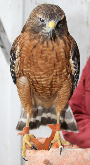 Redshouldered Hawk