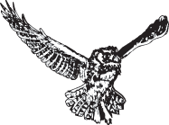 owllogo