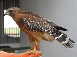 Red-shouldered Hawk