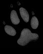 paw