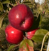 AppleWood Orchard