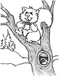 Coloring Sheet of a squirl in a tree
