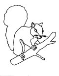 Coloring Sheet of squirl holding a branch