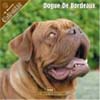 2008 Dogue de Bordeaux Calendar