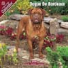 2009 Dogue de Bordeaux Calendar