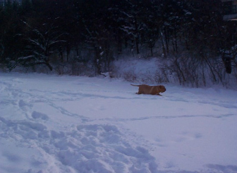 Back Yard winter