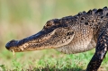 Alligator_Walk_Sharks_Valley-FL2-4-10-35-129