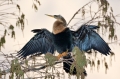 Anhinga_Drying_Loxahatchee_NWR_FL2-3-10-20-127