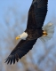 Bald_Eagle_Burnsville_MN_12-18-9-78-119