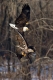 Bald_Eagles_Fight_Burnsville_MN_12-18-9-108-120