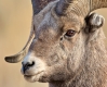 Bighorn_Ram_11-28-9_DuBois_WY-62-109