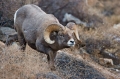 Bighorn_Ram_CO_11-12-09-412-110