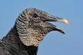 Black_Vulture_Everglades_1-28-10-66-121