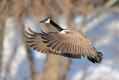 Canada_Goose_Takeoff_Shakopee_MN3-6-10-85-131