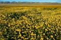 Carrizo_Plain_CA_4-8-10-29-140