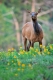 Elk_F_RMNP_CO_6-10-1153-149