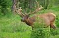 Elk_M_Stare_RMNP_CO_6-10-130-147