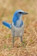 Florida_Scrub-Jay_Merrit_Island_FL_2-2-10-64-125