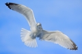 Gull_Burnsville_MN_12-12-9-33-113