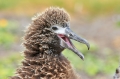 Laysan_Albatross_Hawaii_3-23-10-607-138