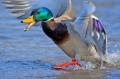 Mallard_M_Splash_Shakopee_MN_3-5-10-279-130