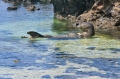 Monk_Seal_Hawaii_3--23-10-710-139