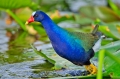 Purple_Gallinule_Loxahatchee_NWR_FL_1-30-10-16-124