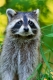 Raccoon_F_MN_R_7-1-10-103-152