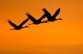 Sandhill_Cranes_Crex_Meadows_WI_11-21-9-34-107