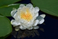 White_Water_Lily_Sherburne_MN_7-15-10-302-154