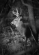 Whitetail_Deer_MN_R_11-02-09-106