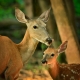 Whitetail_Fawn_MN_R_7-26-10-89-158