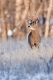 Whitetail_MN_R_12-15-9-57-115