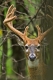 Whitetail_M_MN_R_8-21-10-339-162