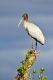 Woodstork_Im_Perch_Everglades_1-28-10-139-122