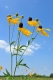 Yellow_Coneflower_Sherburne_MN_7-15-10-409-155