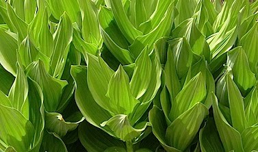 Corn Lily - Veratrum californicum